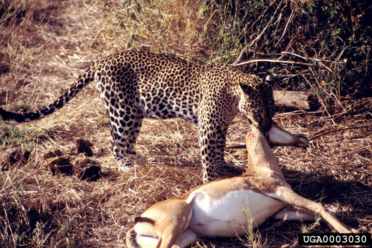 Jaguar eating a deer